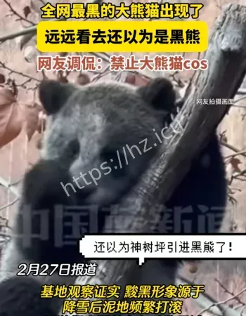 全网最黑大熊猫